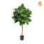 NTT Ficus Elastica Ball Tree 90cm FR-S1