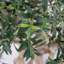 NTT Natural Coffee Stem Olive Tree 200cm FR