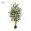 NTT Multi Trunk Olive Tree 180cm