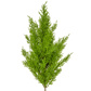 Topiary Cedar Mini Pine Lgt Grn 54cm