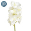 SF Orchid Vanda K White 53cm