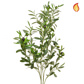 Foliage Olive With Fruit 109cm FR-S1