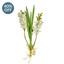 SF Orchid Cymbidium Plant IA White 72cm