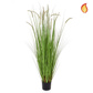 Grass Dogtail Grass E with pot 180cm FR-S2