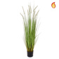 Grass Dogtail Grass C with pot 120cm FR-S2