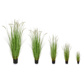 Grass Dogtail Grass C with pot 120cm FR-S2