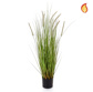 Grass Dogtail Grass B with pot 90cm FR-S2