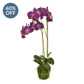 PP Soil Moss Phalaenopsis K Purple 77cm