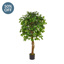 NTT Ficus Contract Green 150cm