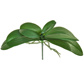 SF Leaf Orchid XJ Phal Lge 12cm