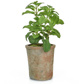 PP Potted Herb Mint GB Green 27cm