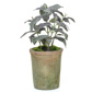 PP Potted Herb Sage GB Green 27cm