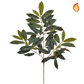 Foliage Capensia Nice Green Red 60cm FR-S1